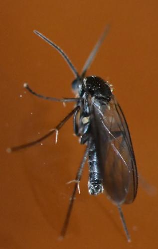 Docosia fuscipes
